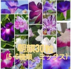 朝顔種　50粒+へちま種50粒のサムネイル