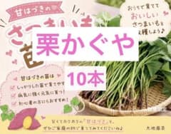 栗かぐや 10本 さつまいも苗 無農薬 - メルカリ