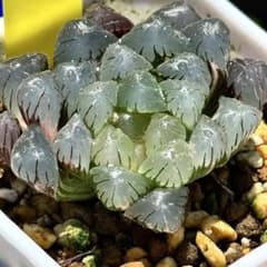 り*こ様 ドドソンオブツーサ錦　親株　超美株　ハオルチア　観葉植物　27 ドドソンオブツーサ錦 超美株 ハオルチア 観葉植物 25 - メルカリ