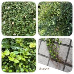 ワイヤープランツ 苗 グランドカバー グリーン - メルカリ