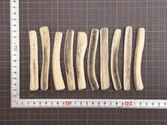2026-290 鹿の角10本☆鹿の角☆シカの角☆蝦夷鹿☆本州鹿☆犬の