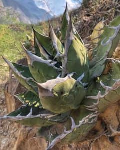 11月入荷 オテロイ 種子 100粒 チタノタ アガベ - メルカリ