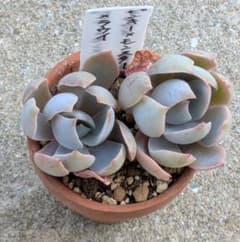 多肉植物 ピンキー×モンスター×ラウイ 抜き苗 - メルカリ