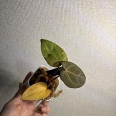Anthurium AOS✖️RVDP斑入り - メルカリ