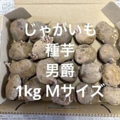 じゃがいも　種芋　男爵　1Kg Mサイズのサムネイル