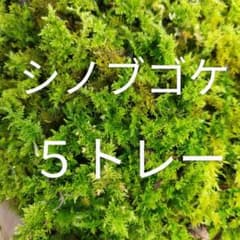 シノブゴケ　10トレー　苔　苔玉　苔リウム　苔テラリウム　こけ　コケ シノブゴケ 5トレー 苔 苔玉 苔リウム 苔テラリウム こけ コケ - メルカリ
