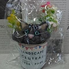 ブルーアイの猫ちゃんのサムネイル