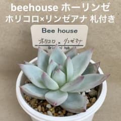 ぷ*ん様 beehouse ホーリンゼ ホリコロ×リンゼアナ 写真の札付き beehouse ホーリンゼ ホリコロ×リンゼアナ 写真の札付き - メルカリ