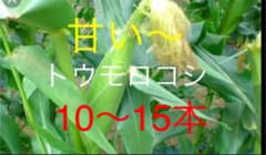 農家のトウモロコシ10本〜14ホン値下げのサムネイル