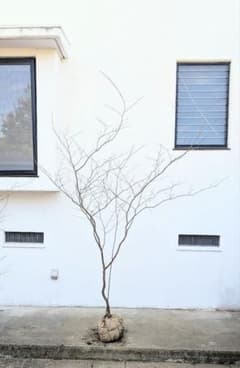 特大！山採りシロモジ。 - メルカリ