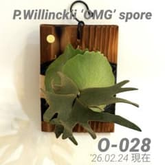 ◇ P.Willinckii 'OMG' spore（O-028） - メルカリ