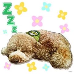 aasia様専用のサムネイル