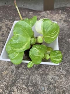 ꙳★*゜斑入りホテイアオイ 子株꙳★*゜のサムネイル