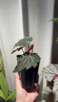 23 Zamora Queen ザモラクイーン Anthurium アンスリウム | Shop at