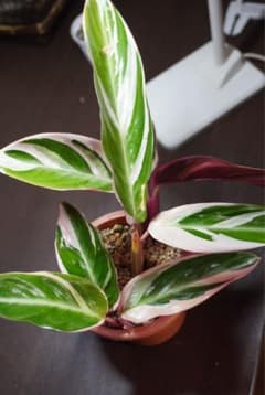 カラテア ストロマンテ トリオスター 観葉植物のサムネイル