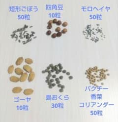 自然農法 無農薬 種 四角豆 島おくら モロヘイヤ 大浦ごぼう ゴーヤ パクチーのサムネイル