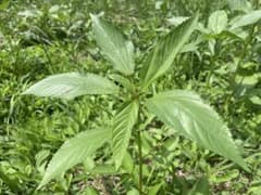 モロヘイヤ 約280g 岩手県産 農薬・化学肥料不使用 夏野菜のサムネイル