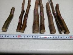 イチヂク穂木、4種セット①のサムネイル