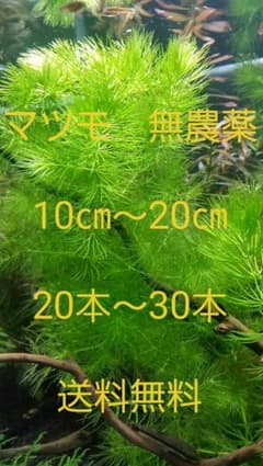 マツモ　安心安全な無農薬　10㎝～20㎝　20本～30本のサムネイル