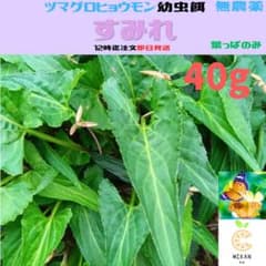 スミレ 葉っぱのみ 40g (60枚前後) ツマグロヒョウモン 幼虫 餌 - メルカリ