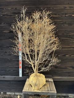 ドウダンツツジ/大株/ボリューム株【現品発送】管理70951 - メルカリ