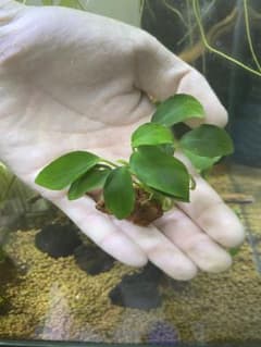 アヌビアスナナ　プチ　溶岩石付き 1株のサムネイル