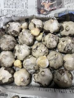 青森県産無農薬栽培土付きにんにくM〜Lサイズ（約5cm〜6cm）1kg弱のサムネイル