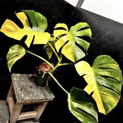 斑入りモンステラボルシギアナオーレア黄斑4号鉢植え54cm発根済み安心