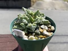 フォーカリア　狂乱怒涛　現品のサムネイル