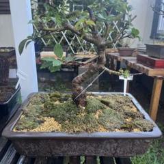 中型 直幹盆栽 苔土 中型 直幹盆栽 苔土 - メルカリ