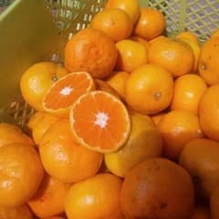 まちゃこ様★専用みかん５キロのサムネイル