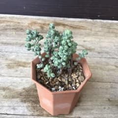 多肉植物 抜き苗 セダム ブレビフォリウム 木立 そよ風の天使 - メルカリ