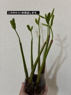 マングローブ 苗 メヒルギ 発根済み 1本のサムネイル