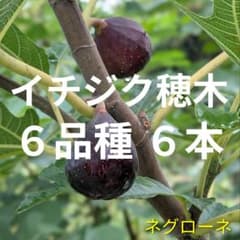 イチジク 穂木 6品種 6本 - メルカリ
