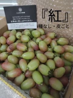 8/14-1　訳あり　紅　葡萄　ぶどう　果物　くだもの　にん忍葡萄園のサムネイル
