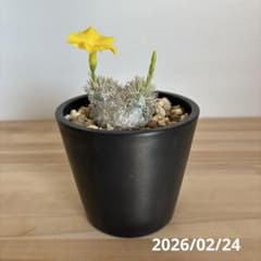 パキポディウム ブレビカウレ 恵比寿笑い 現地株 発根済 プラ鉢ごと