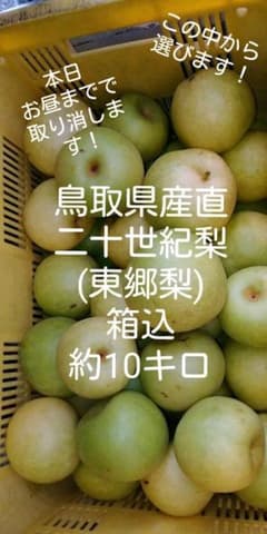 鳥取　県　産直　二十世紀梨　(東郷梨)　箱込約10キロのサムネイル