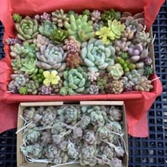 多肉植物　カット苗詰め合わせのサムネイル