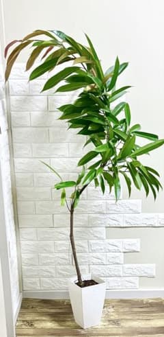 現品】観葉植物 フィカス ウンベラータ 曲がり 8号セラアート鉢
