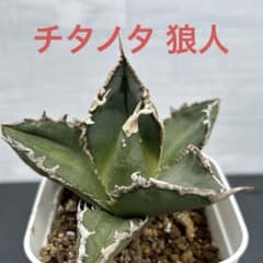 アガベ チタノタ 狼人 極上美株 抜き苗① - メルカリ
