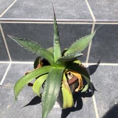 アガベ モンタナのサムネイル