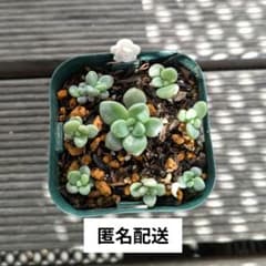 だるま秀麗 多肉植物 抜き苗 ガーデニング 寄せ植え - メルカリ