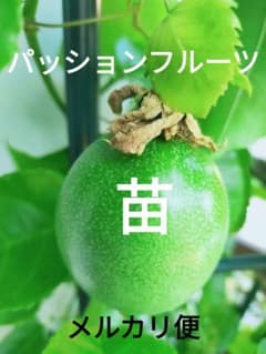 パッションフルーツ　１苗のサムネイル