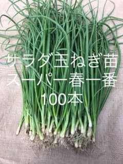サラダ玉ねぎ苗　スーパー春一番100本のサムネイル