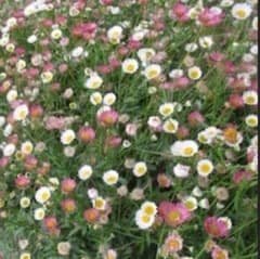 エリゲロン 源平小菊大きめ(*ˊᵕˋ*)੭ ੈ❤︎のサムネイル