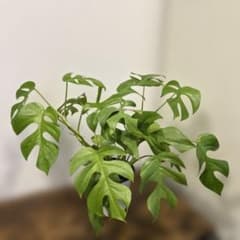 【存在感抜群】ヒメモンステラ 高さ40cm 横幅60cm 5号鉢配送のサムネイル