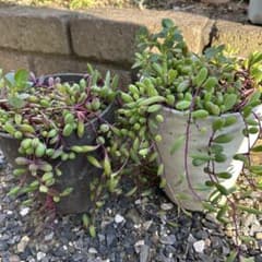 多肉植物 ルビーネックレスのサムネイル