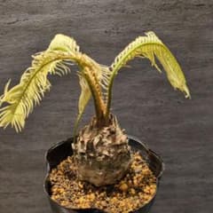 ケ*ン様 黄金ソテツ　ソテツ錦　蘇鉄　塊根植物　サボテン　ソテツ　アガベ　激レア 黄金ソテツ ソテツ 蘇鉄 塊根植物 サボテン アガベ ソテツ錦 - メルカリ