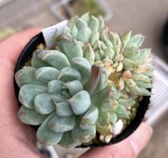 多肉植物抜き苗♡雪雛♡ - メルカリ