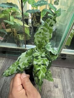 アグラオネマ　アンダマン　ナチュラのサムネイル